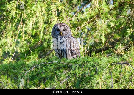 Un gufo selvatico, barrato, riposa in un abeto e guarda con attenzione con occhi neri scuri. Il rapitore può essere visto nell'albero nella luce del giorno in una mattina soleggiata Foto Stock