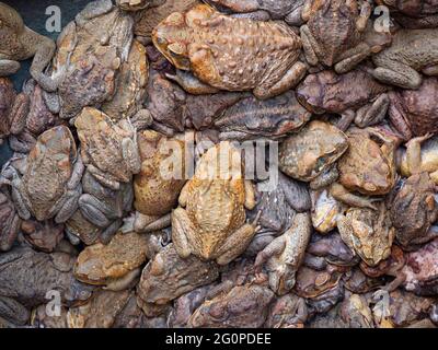 Massa di cane toads, Rhinella marina, sfondo intrappolato in un buco di roccia Foto Stock