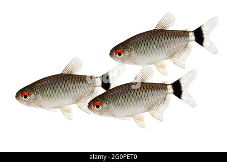 Rosso occhio tetra Moenkhausia sanctaefilomenae Monk Tetra pesci acquario Foto Stock