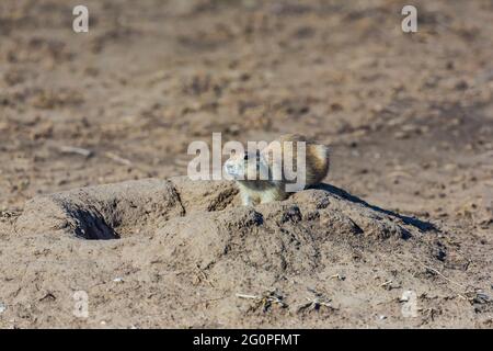 Cane di Prairie dalla coda nera, Cynomys ludovicianus, sull'allarme ad un'entrata al suo sistema di burrow in una città di cani di prateria nel Parco Nazionale di Badlands, Sout Foto Stock