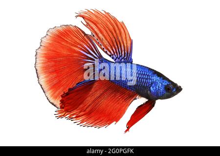 Betta splende Siamese combattendo pesci acquario Foto Stock