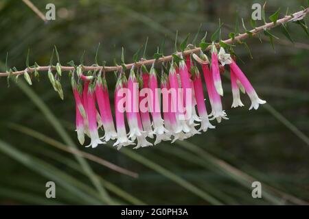 Pianta di Epacris longiflora (falda di Fuchsia) con fiori rosa brillante appesi nell'habitat di arenaria di Sydney al Parco Nazionale Acquatico di Brisbane, NSW Australia Foto Stock