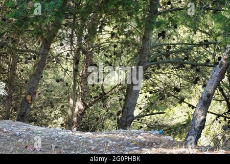 Closeup di alberi di pino con bottiglie di plastica e altri rifiuti sul terreno sotto di esso Foto Stock