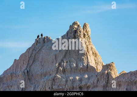 Coppia di avvoltoi tacchino, Cathartes aura, sperando per le notizie fresche della morte while arroccato su una formazione rocciosa nel Badlands National Park, South Dakota, Stati Uniti Foto Stock