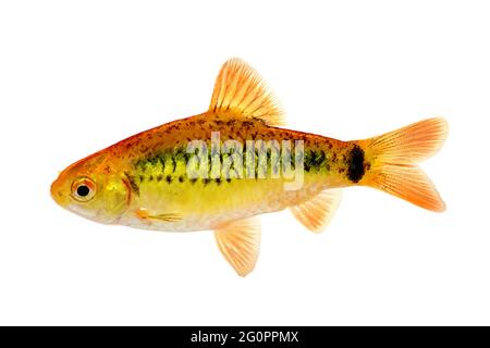 Barbano d'oro Barbodes semifasciolatus pesce acquario barbano cinese isolato Foto Stock
