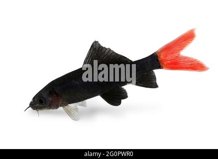 Red Fire Tail Shark Catfish Epalzeorhynchos bicolore acquario pesce isolato Foto Stock