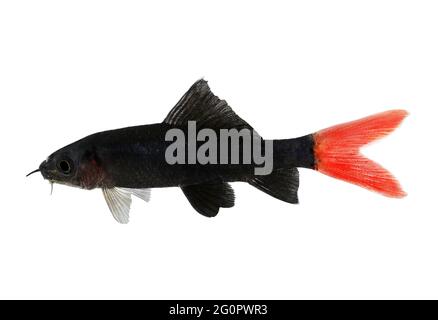 Red Fire Tail Shark Catfish Epalzeorhynchos bicolore acquario pesce isolato Foto Stock