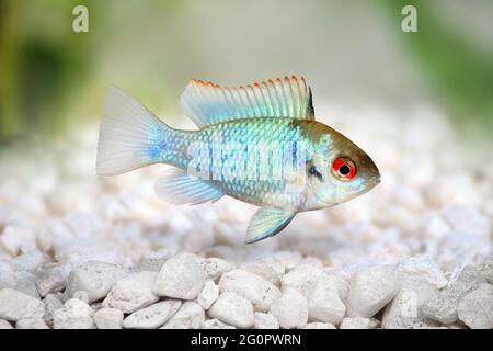 tedesco elettrico blu ram nano cichlid Mikrogeophagus ramirezi pesci acquario Foto Stock