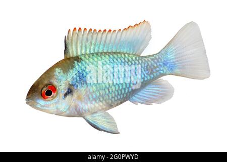 tedesco elettrico blu ram nano cichlid Mikrogeophagus ramirezi pesci acquario Foto Stock