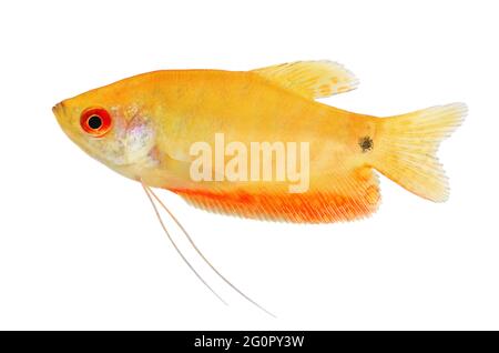 Acquario Pesce Gourami d'oro Trichogaster trichopterus Foto Stock