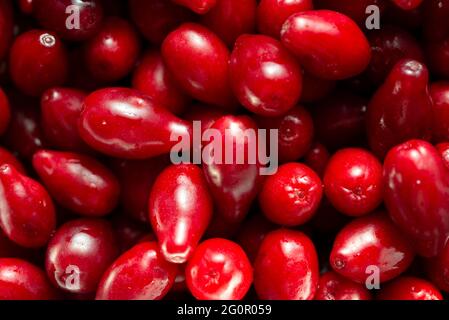 Un sacco di frutti di legno di dogwood rosso brillante. Foto Stock