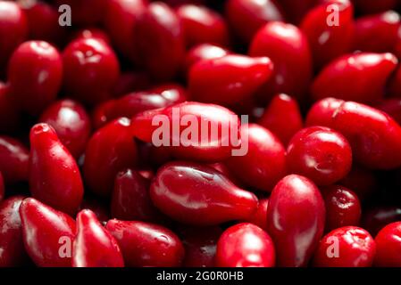 Un sacco di frutti di legno di dogwood rosso brillante. Foto Stock