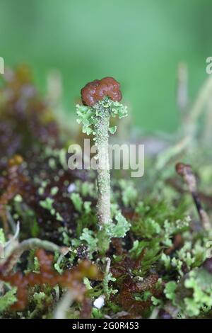 Cladonia gracilis subsp. Turbinata, una tazza di lichene finlandese senza nome inglese comune Foto Stock