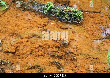 Ferro-ossidante batteri colorazione di un fondo di foresta ruscello arancione Foto Stock