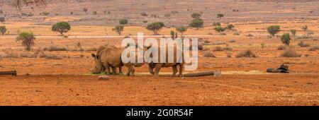 Pannorama di tre rinoceronti neri alla savana nel deserto del Namib in Namibia. Foto Stock
