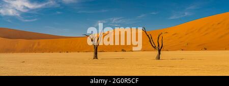 Vista panoramica di due alberi di cammello da Deadvlei, paesaggio con grandi dune di sabbia sullo sfondo a Sossusvlei, Namibia Foto Stock