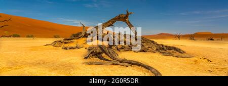 Vista panoramica di un cammello rotto morti alberi da Deadvlei, paesaggio con grandi dune di sabbia sullo sfondo a Sossusvlei, Namibia Foto Stock
