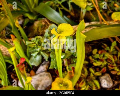Dettagli con Sarracenia (tromba) piante carnivore. Foto Stock