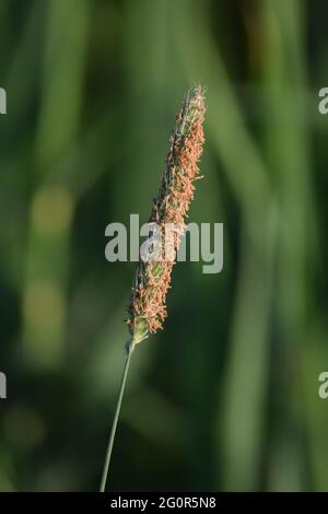 Erba foxtail prato sul bordo di un campo Foto Stock