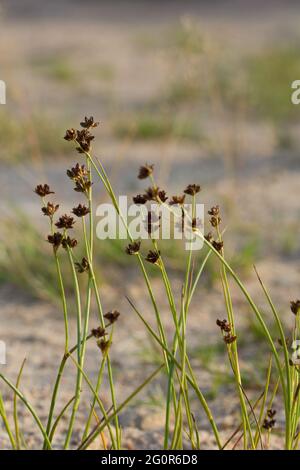 Giunco (Juncus articulatus) Foto Stock