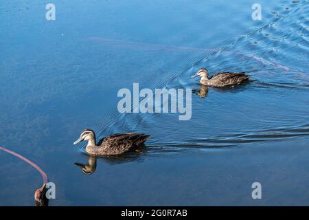 Due anatre nere del Pacifico (Anas superciliosa) che nuotano in un lago nel Queensland, Australia Foto Stock