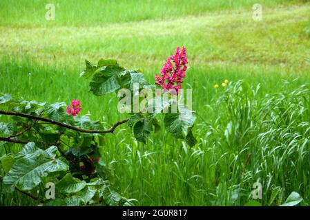 Fiore rosso Cavallo-Castagno albero (Aesculus × carnea) in esposizione a RHS Garden Bridgewater, Worsley, Greater Manchester, UK. Foto Stock