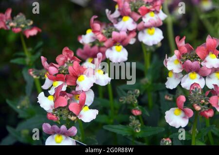 Nemesia 'Lady Penelope' una pianta da letto rosa e bianca bicolore con Yellow Eye in esposizione a RHS Garden Bridgewater, Worsley, Greater Manchester. Foto Stock