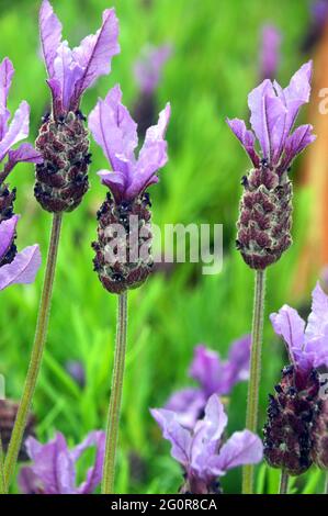 Viola Lavandula Stoechas 'Papillon' (lavanda francese) Fiori a RHS Garden Bridgewater, Worsley, Greater Manchester, UK. Foto Stock