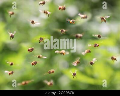 sciame di api in volo di fronte al bokeh foglia verde, volare api miele vista frontale Foto Stock