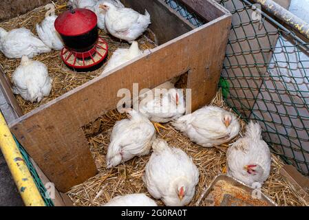Galline di Livorno in una penna piccola con vassoio di grano argento e rosso, vista dall'alto. Foto Stock