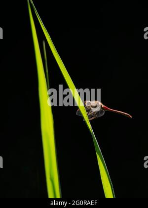 Comune Darter Dragonfly Sympetrum striolatum Essex, Regno Unito IN001341 Foto Stock