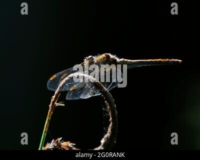 Ruddy Darter - femmina a riposo nel bosco Sympetrum sanguineum Essex, UK IN001350 Foto Stock