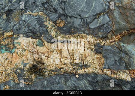 Le rocce nelle scogliere di Porthleven sono principalmente torbiditi di rocce sedimentarie a grana fine., i Turbiditi sono sedimenti che vengono trasportati e depositati Foto Stock