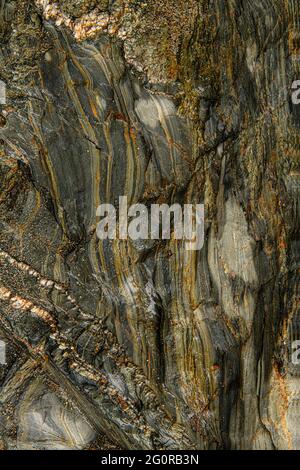 Le rocce nelle scogliere di Porthleven sono principalmente rocce sedimentarie a grana fine (turbiditi)., i Turbiditi sono sedimenti che vengono trasportati e depositati Foto Stock