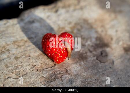 Una lumaca distruggere la fragola in giardino d'estate come illustrazione di peste. Big bruno slug o derocera mangiare piante Foto Stock