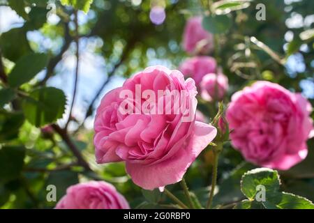 Bushy bella rosa in giardino Foto Stock