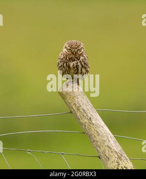 Un gufo selvatico (Athene noctua) si fissa alla macchina fotografica, Norfolk Foto Stock