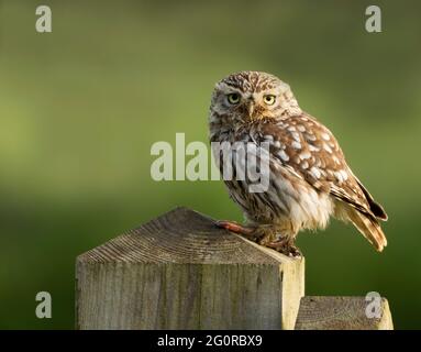 Un gufo selvatico (Athene noctua) con un verme di terra nei suoi taloni, Norfolk Foto Stock