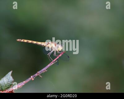 Darter Dragonfly comune - femmina a riposo Sympetrum striolatum Essex, Regno Unito IN001475 Foto Stock