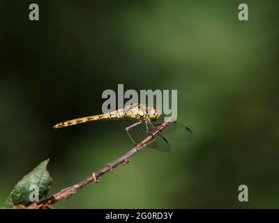 Darter Dragonfly comune - femmina a riposo Sympetrum striolatum Essex, Regno Unito IN001476 Foto Stock