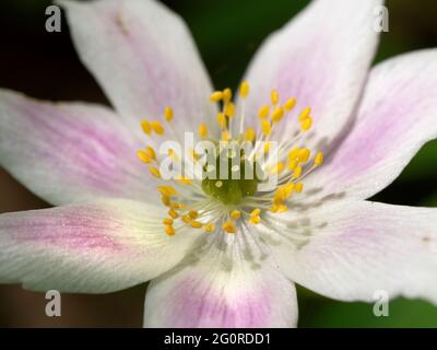 Wood Anemone Flower, (Anemonides nemorosa), East Blan Woodlands, Kent UK, varietà rosa, primo piano di stamen, primo polline primaverile per insetti Foto Stock