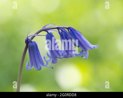 Bluebell (Hyacinthoides non-scripta) East Blan Woodlands, Kent UK, nativo, Foto Stock