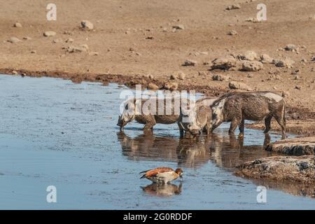 Warthog comune, Phacochoerus africanus, in un foro di irrigazione, Parco Nazionale di Etosha, Namibia, Africa Foto Stock