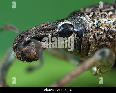 Weevil, (Rhinoscapha dohrni), Al Morotai Island, Indonesia, Stacked Focus, set specimen, close up showing compound eye Foto Stock