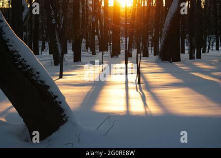 tramonto luminoso tra gli alberi del parco, in inverno Foto Stock