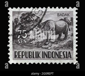 Francobollo stampato in Indonesia mostra Sumatran Rhinoceros (Dicerorhinus sumatrensis), Fauna serie, circa 1956 Foto Stock