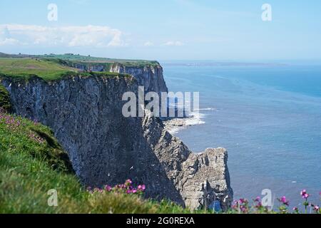 La vista delle scogliere di Bempton nello Yorkshire, Inghilterra Foto Stock