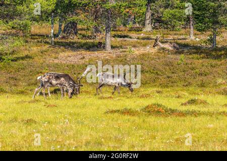 Gregge di renne nel bosco in estate Foto Stock