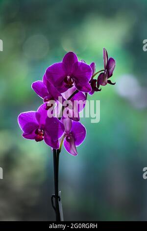 Flower porpora flower flower flower flower flower Phalaenopsis su sfondo verde, formato verticale Foto Stock