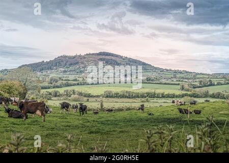 Paesaggio irlandese. Vista sulla collina Tara dal villaggio di Castletown. Contea di Wexford. Irlanda. Foto Stock